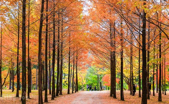 Nami Island Que Hacer