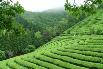 plantaciones te boseong cultura corea sur
