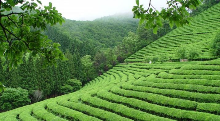 plantaciones te boseong cultura corea sur