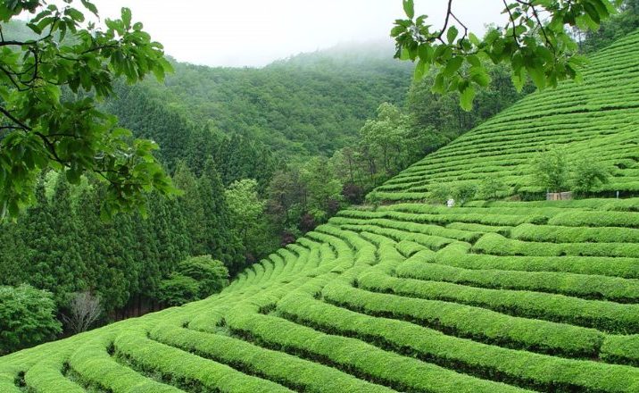 plantaciones te boseong cultura corea sur